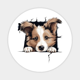 Baby Shetland Sheepdog Peeking Magnet